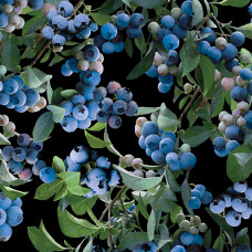 Blueberry 1120-3512 bush